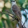 Bulbul zlutority - Pycnonotus goiavier - Yellow-vented Bulbul o0290